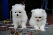 双子座可以养博美犬吗，双子座可以养博美犬吗女生